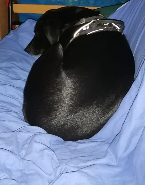 Zara meticcia | Foto 0