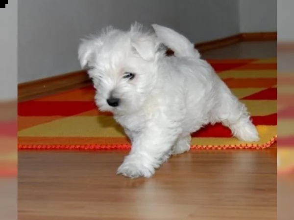 maltese