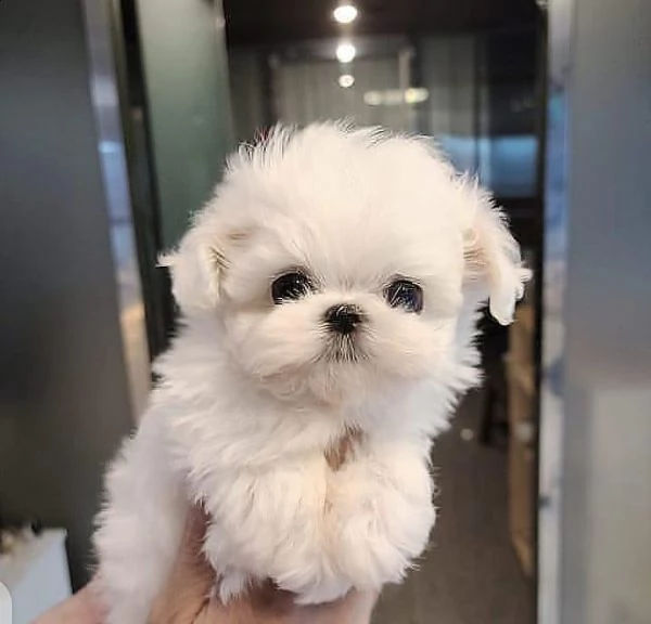 cucciolata maltese