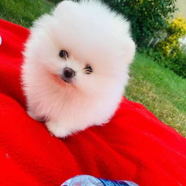 regalo  volpino pomerania mini toy 