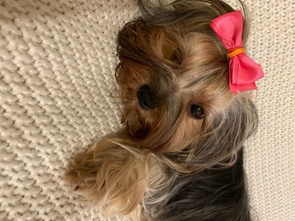 cuccioli di yorkshire terrier ora pronti per l'adozione | Foto 0