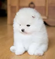 bellissimo cucciolo di spitz pomerania toy bianco,amorevoli 