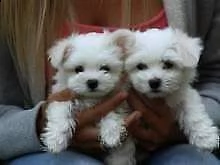 cucciolo di maltese mini mini toy eccellentissimi tranquillissimi
