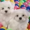 disponibile cucciolo di maltese mini toy perfettissimo sanissimo