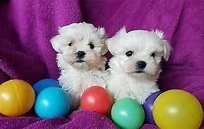tenero cucciolo di maltese mini mini toy dolcissimo inteligentissimo