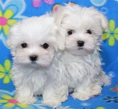 cucciolo di maltese mini toy buonissimi originalissimi e bravissimi