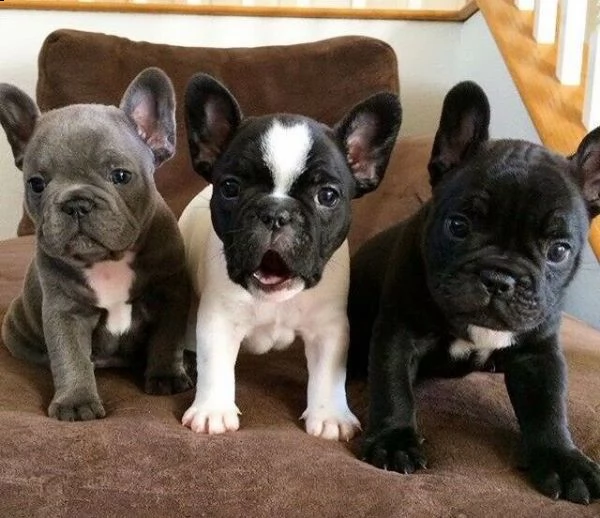 disponiamo cucciolo di bull dog francese perfettissimo inteligentissimo 