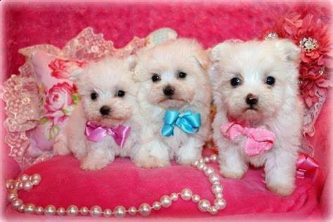 cedo cucciolo di maltese mini toy dolcissimi inteligentissimi 