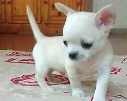 cucciolo di chiwawa mini mini toy gentilissimo intrigantissimo