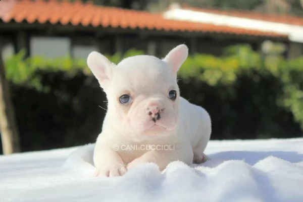 cucciola bouledogue francese disponibile
