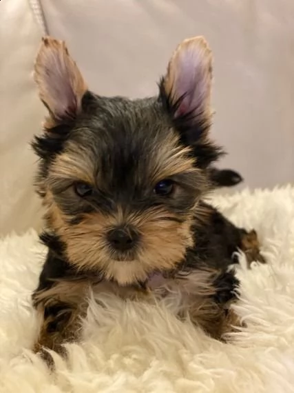 cuccioli di yorkshire terrier ora pronti per l'adozione | Foto 2