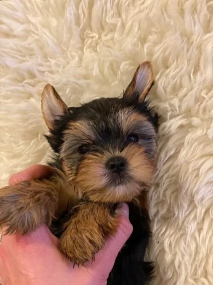 cuccioli di yorkshire terrier ora pronti per l'adozione | Foto 0