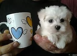 cucciolo di maltese mini toy generosissimo tenerissimo 