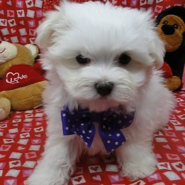 regalo maltese | Foto 0