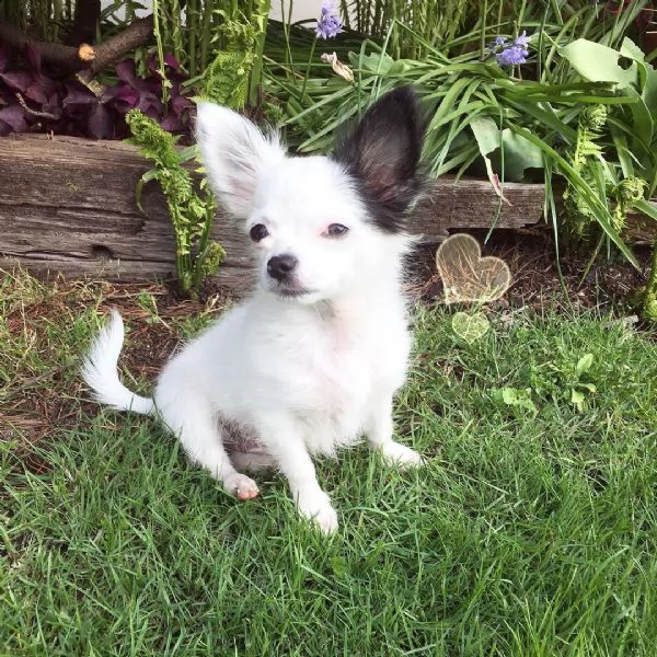 cucciolo di chihuahua maschio carino. | Foto 0