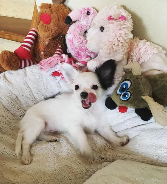 cucciolo di chihuahua maschio carino.