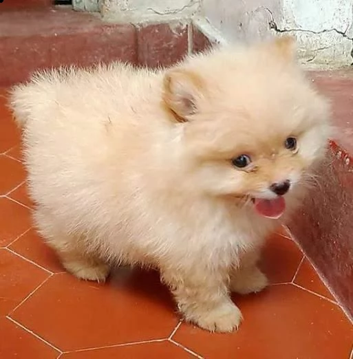 regalo  volpino pomerania mini toy ##&&[at][at] | Foto 0