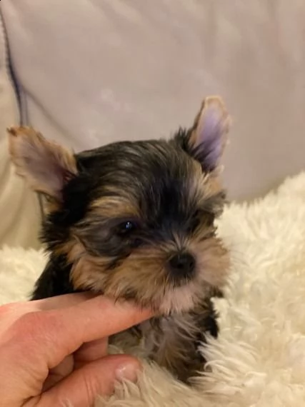 cuccioli di yorkshire terrier ora pronti per l'adozione | Foto 0