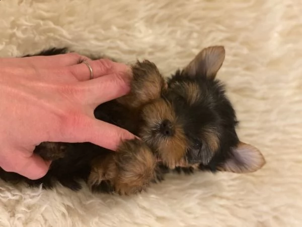 cuccioli di yorkshire terrier ora pronti per l'adozione