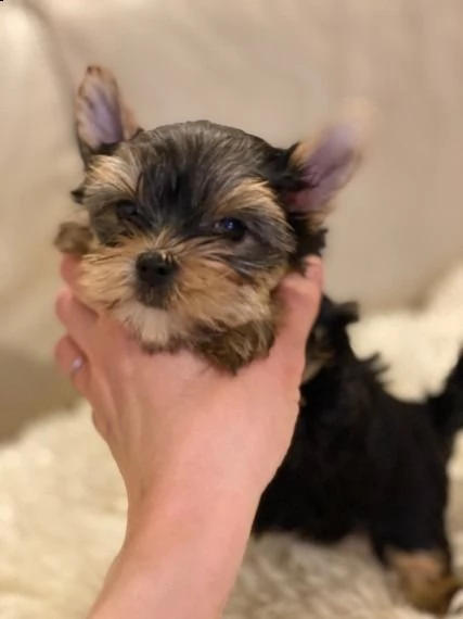 cuccioli di yorkshire terrier ora pronti per l'adozione | Foto 1