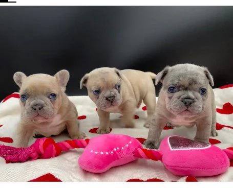 cuccioli di bulldog francese | Foto 1