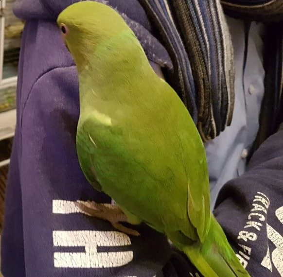 bellissimo pappagallo indianoi
