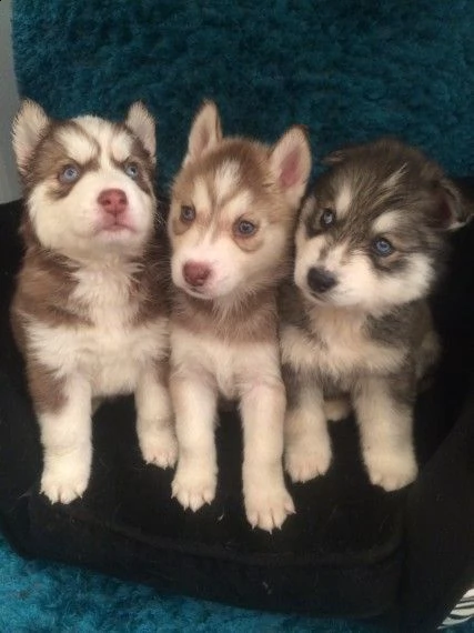 cuccioli husky siberiani