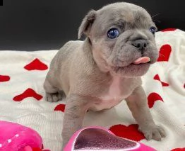 cuccioli di bouledogue francesi