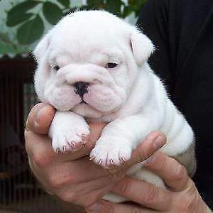 disponibili dei serenissimi cucciolotti di bulldog d
