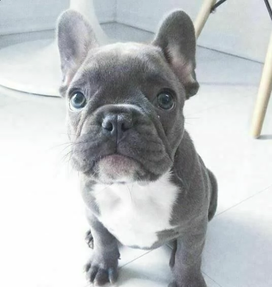 abbiamo a disposizione cucciolotti di bulldog francese, 