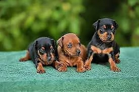 disponibili dei coccolosi cucciolotti di pincher, di due mesi e mezzo,