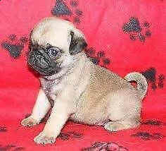 disponibili dei utilissimi cucciolotti di carlino, di due mesi e mezzo