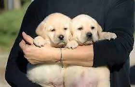 abbiamo visibili e disponibili dei esterrefatti cucciolotti di labrador, 