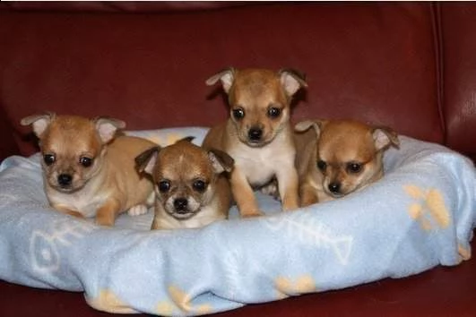 vendo cuccioli di pincher chihuahua, molto simpatici e amorevoli,