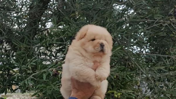 disponiamo cuccioli dolcissimi e belli di spitz pomerania toy affettuosissimi e