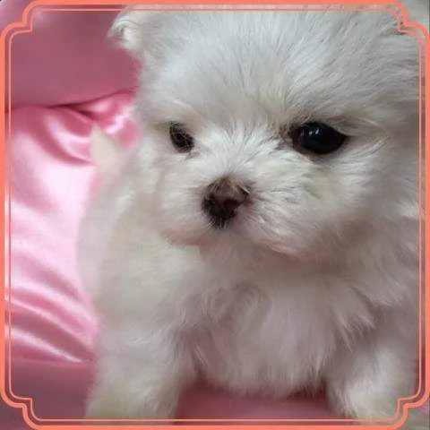 bellissimo cucciolo di maltese mini toy perfettissimi inteligentissim