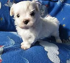 cuccioli di maltese mini toy interessanti e molto importanti di 80 giorni 