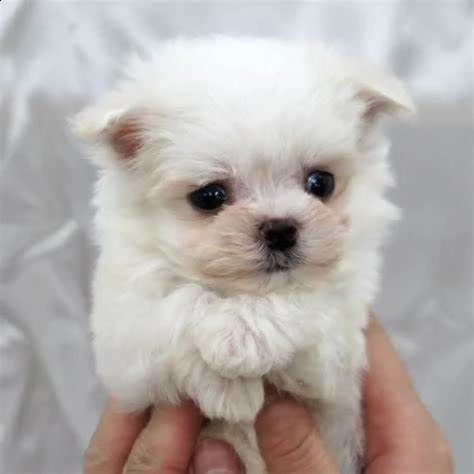 cucciolo di maltese mini toy dolcissimo inteligentissimo e bravissimo di