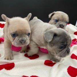 cuccioli di bulldog francese | Foto 1