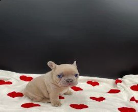 cuccioli di bouledogue francesi | Foto 1