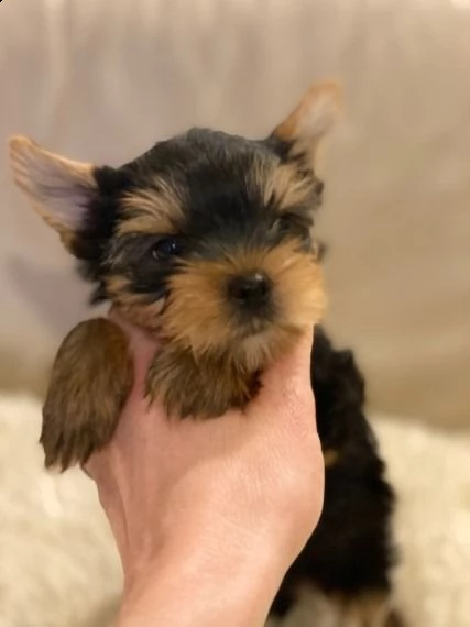 cuccioli di yorkshire terrier ora pronti per l'adozione | Foto 0