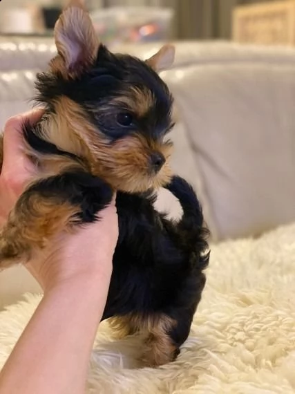 cuccioli di yorkshire terrier ora pronti per l'adozione