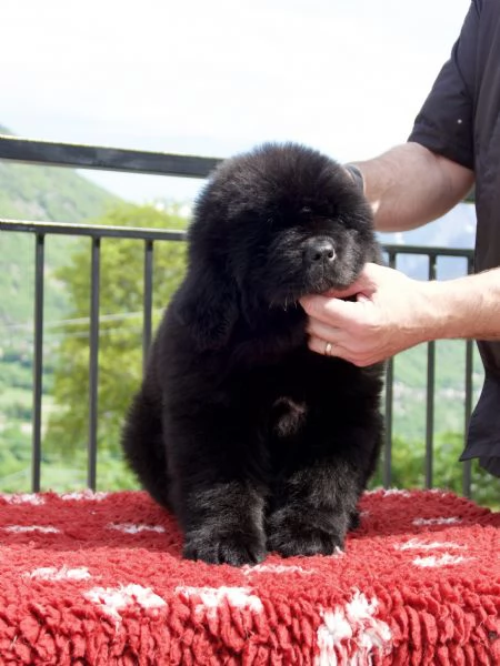 VENDESI CUCCIOLI MASCHI TERRANOVA | Foto 4