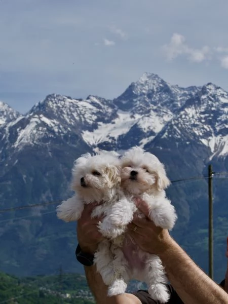 VENDITA CUCCIOLI MALTESI | Foto 1