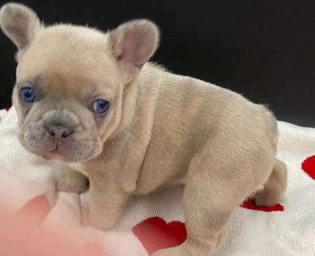 cuccioli di bouledogue francesi