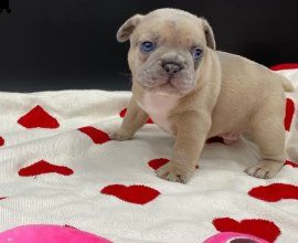 cuccioli di bouledogue francesi | Foto 0