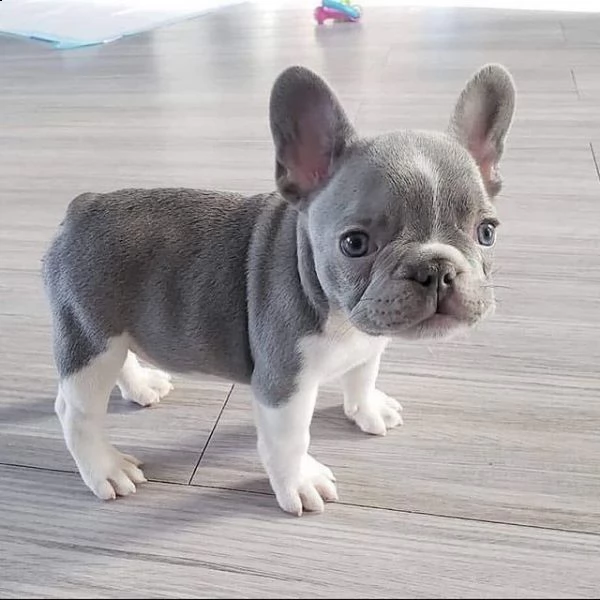 bulldog francese
