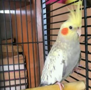 adorabili e bellissimi pappagalli per l'adozione