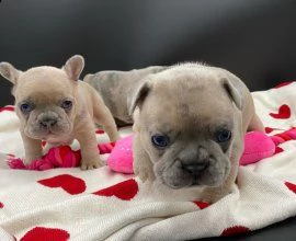 cuccioli di bouledogue francesi