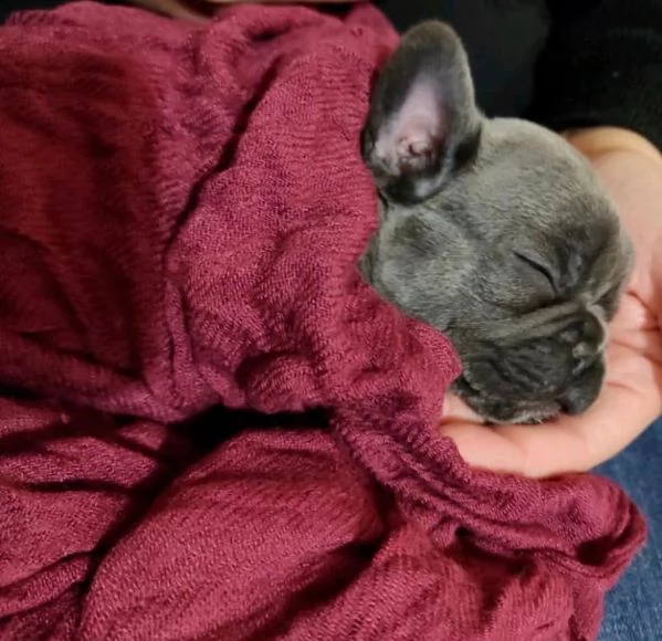 bellissimi  bulldog frances